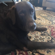 Bear says “we could have been driving all day”